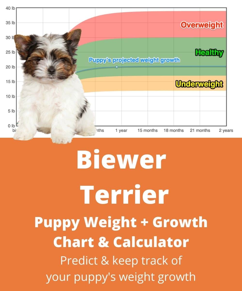 biewer-terrier Puppy Weight Growth Chart